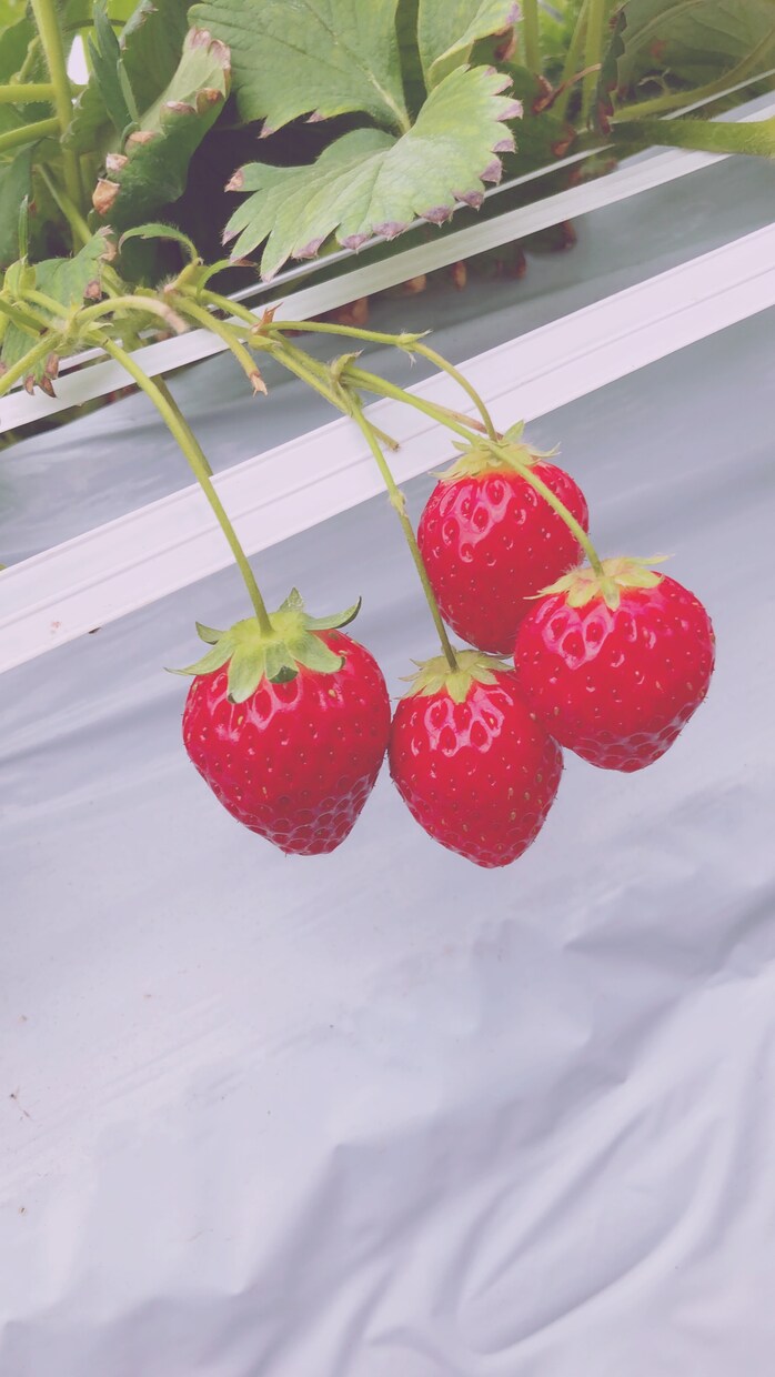 お客様指定の写真を撮って販売します あなたが求める1枚を代わりに撮って販売いたします！！ イメージ3