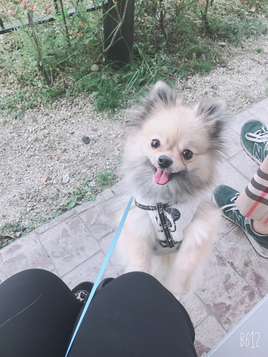 わんちゃんねこちゃんの相談乗ります 初めてペットを飼う時のしつけ等の相談乗ります イメージ1
