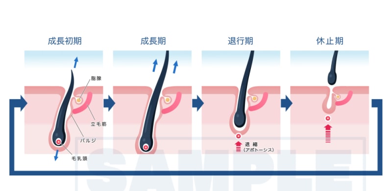 医療・看護・教材イラスト ポップな絵柄で制作します 健康フィットネス系、筋肉・骨格・臓器、医療器具etc… イメージ5