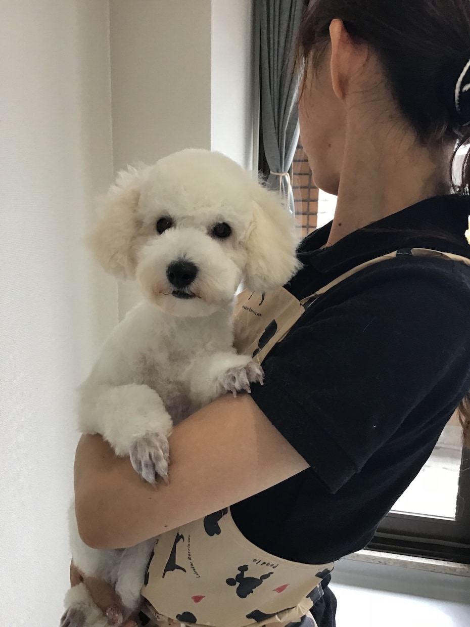 現役トリマーが愛犬のお手入れをアドバイスしますます ブラッシングや毛玉などのお悩みに寄り添います イメージ1