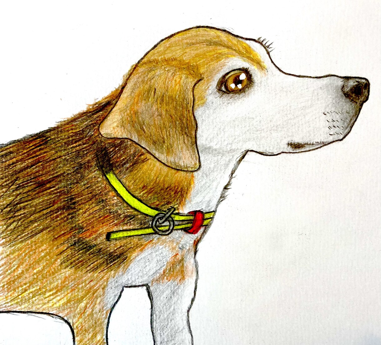動物や似顔絵を色鉛筆で優しく描きます 育児をしているパパが色鉛筆でユーモアな絵を描きます^_^ イメージ9