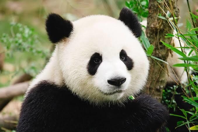 中国語の翻訳サービスを提供します 在日の中国人です。丁寧に翻訳します。 イメージ1