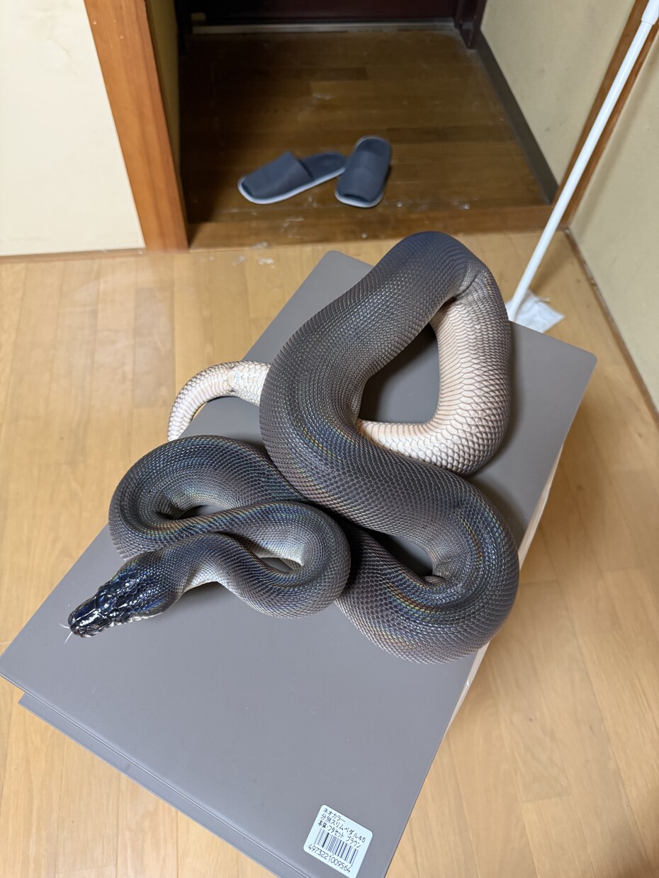 元ショップ店員100匹飼育のプロが爬虫類相談します 大型蛇からヤモリまで！拒食や飼育環境の悩みをプロが解決 イメージ5