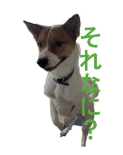 大切なペットのLINEスタンプお作りします 我が家の子をお写真から可愛いスタンプに仕上げます イメージ3