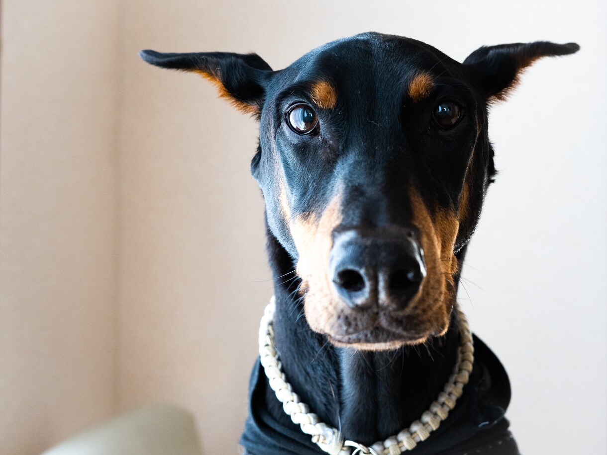 愛犬写真撮影のコツ、撮影機材のご相談を承ります 高性能なカメラでいつまでも笑顔になれる写真づくりのお手伝い イメージ5