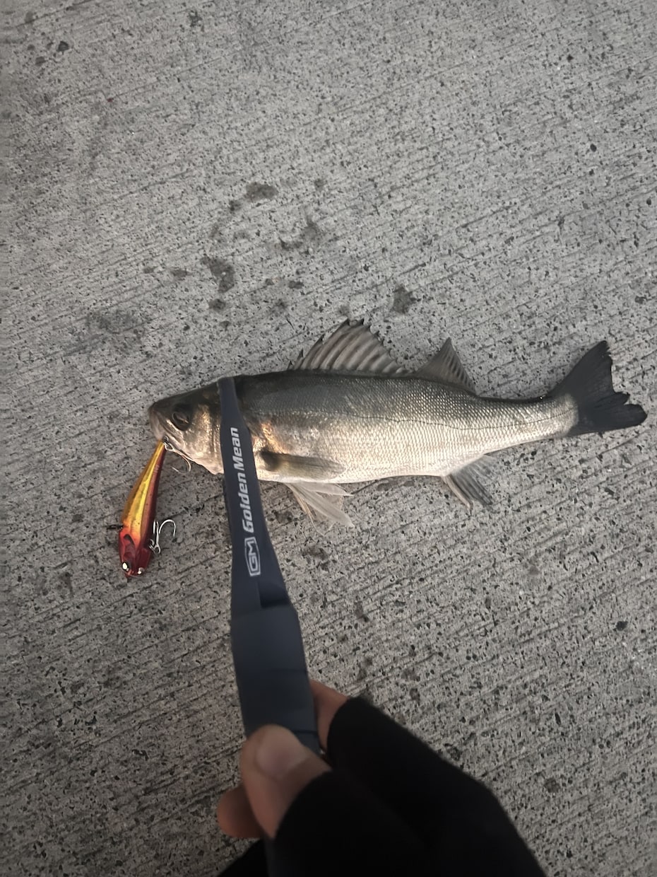 初めてやる釣りはこれ！を伝授致します どんな釣りをする、どんなものを用意すればいいかサポートします イメージ2