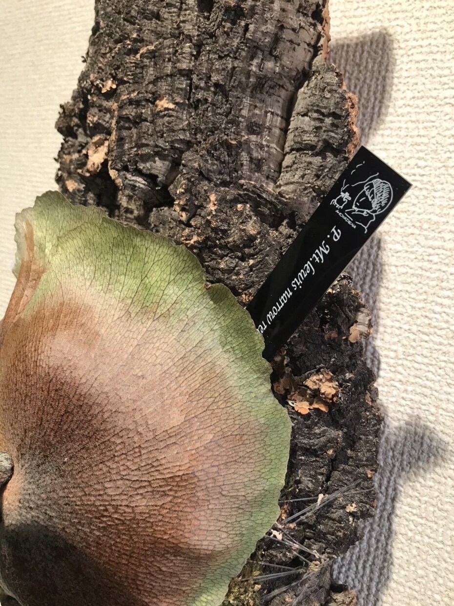 植物のネームタグを作ります ロゴデザイン、文字だけ、写真からオリジナルグッズを！ イメージ4