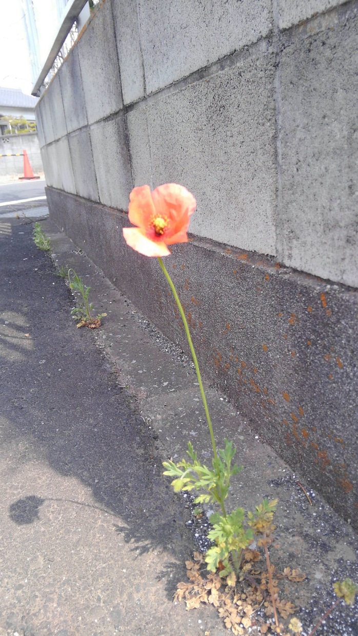 お写真で、何のお花か、植物かを識別します 病気の診断もできます。種類にもよりますが、だいたい可能です。 イメージ1