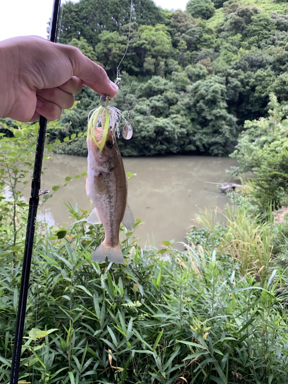 和歌山県のバス釣りポイント教えます 和歌山県の知りたいポイントお教えします。 イメージ2