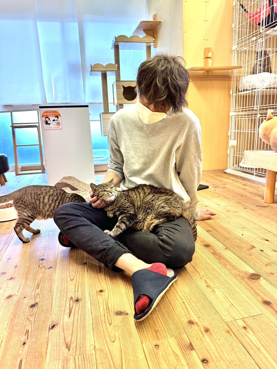 猫に関する相談を動物保護団体代表がお伺い致します 何でもお気軽にお話してくださいね！ イメージ5