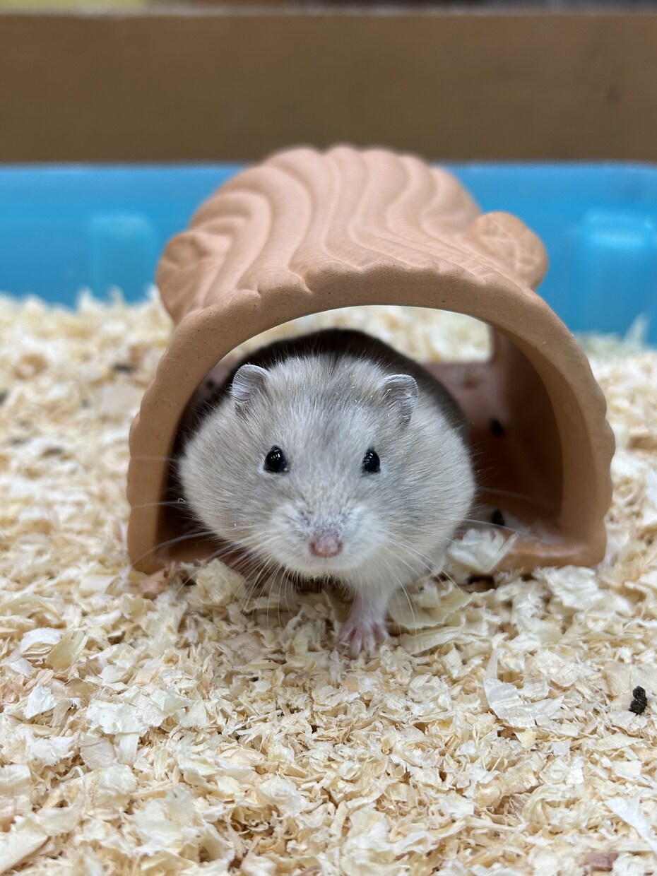 元ショップ店員がペットのお迎え・飼育相談に乗ります 愛玩動物飼養管理士1級が初めてのペット選びと準備を支えます イメージ3