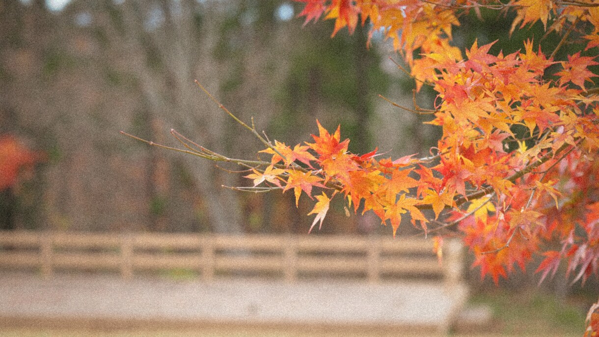 素材としての写真をご提供いたします 四季や風景の素材を探している方にぴったりな写真です。 イメージ3