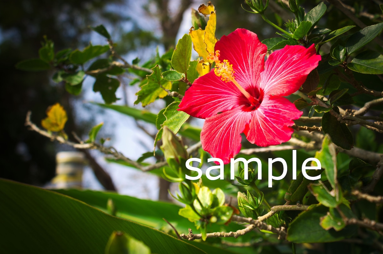 沖縄の高画質写真を提供します 額に入れてもよし、ポストカードにしてもよし、使い道自由です。 イメージ1