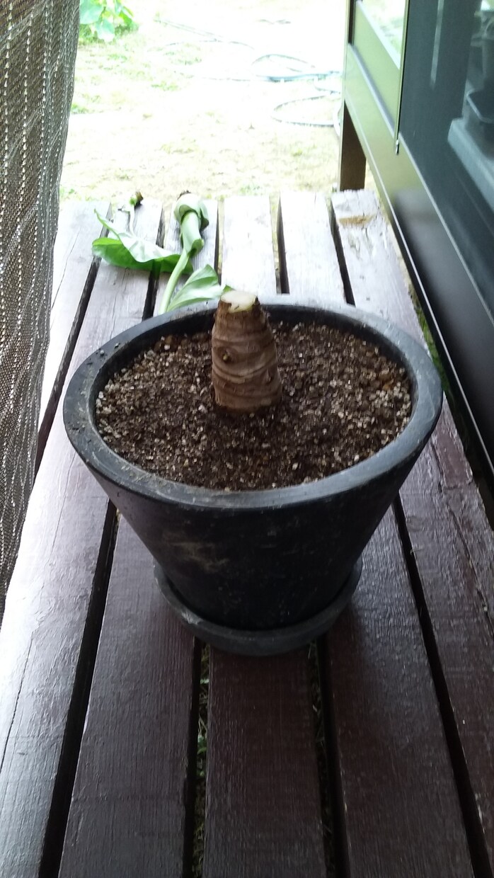 お手持ちの観葉植物のトラブルシューティングします 観葉植物に元気が無いけど原因がわからない方にオススメ イメージ1