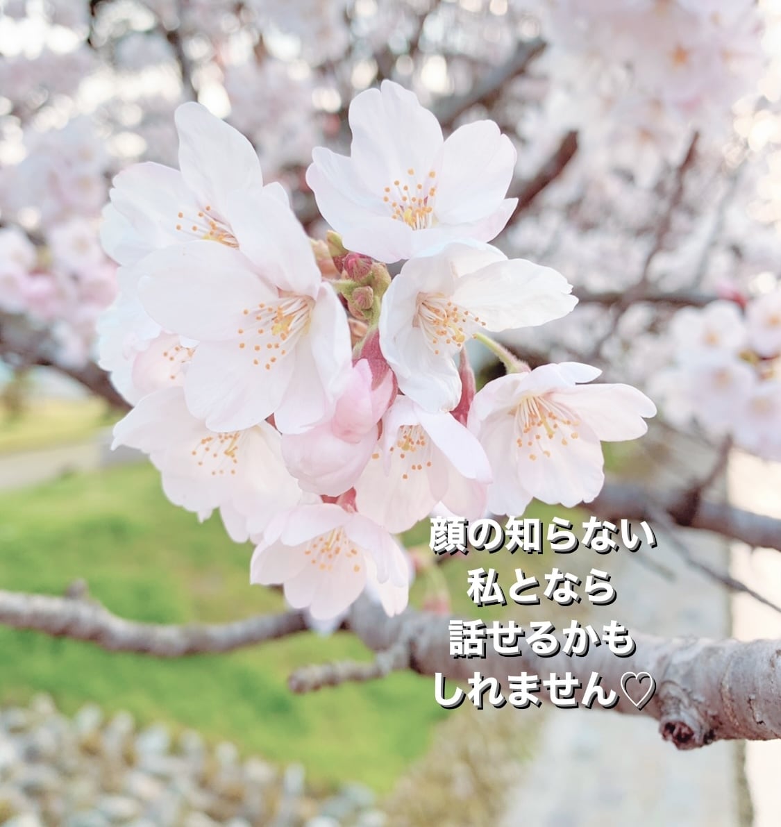 心のまど♡はとや♡愚痴聞き 笑顔で心のまど開きます ーあなたとの電話で心のまど♡パッと開きましょう♡愚痴聞きます イメージ8