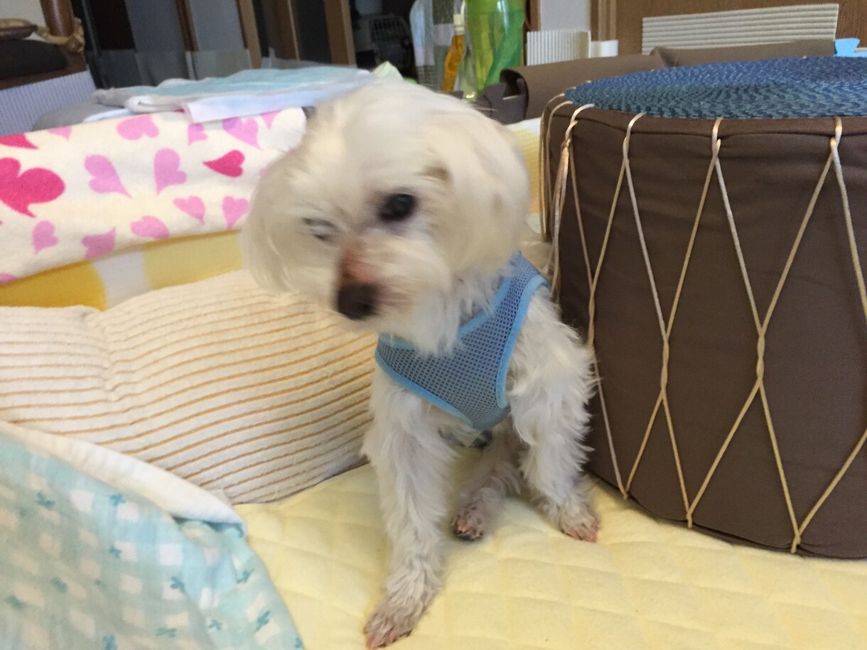 現役スタッフがシニア犬の介護相談のります 寝たきりになっちゃった！？でも慌てなくても大丈夫！ イメージ1