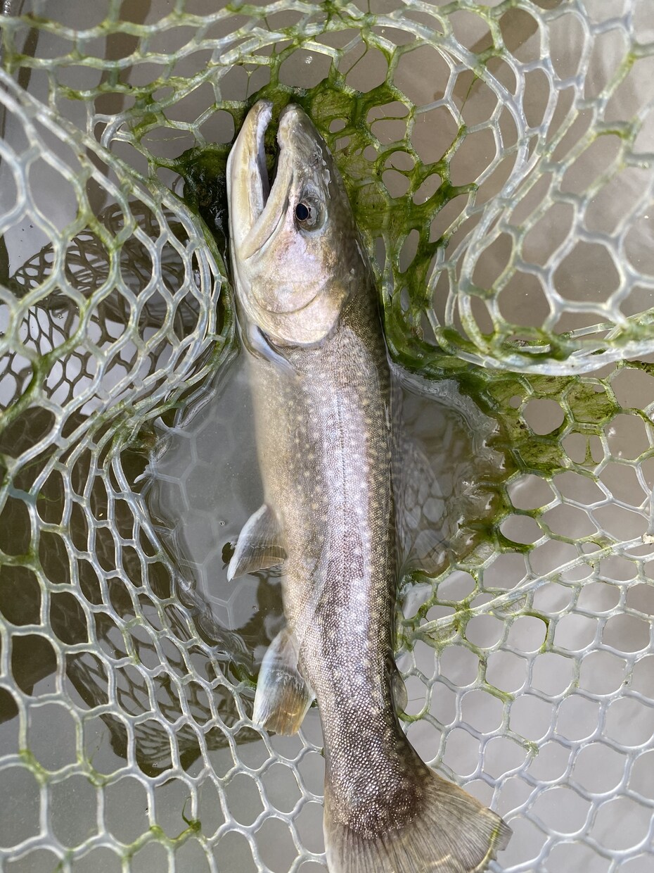 管理釣り場向け初心者向けのアドバイス致します トラウト（ニジマス、イワナ、ヤマメ）を主に専門にしています。 イメージ3