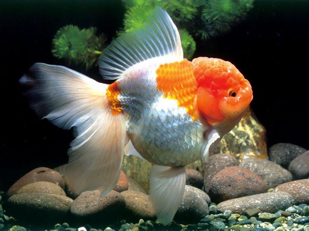 失敗しない金魚の育て方教えます 金魚の育て方初めから教えます！元気な金魚・死なせない金魚 イメージ3