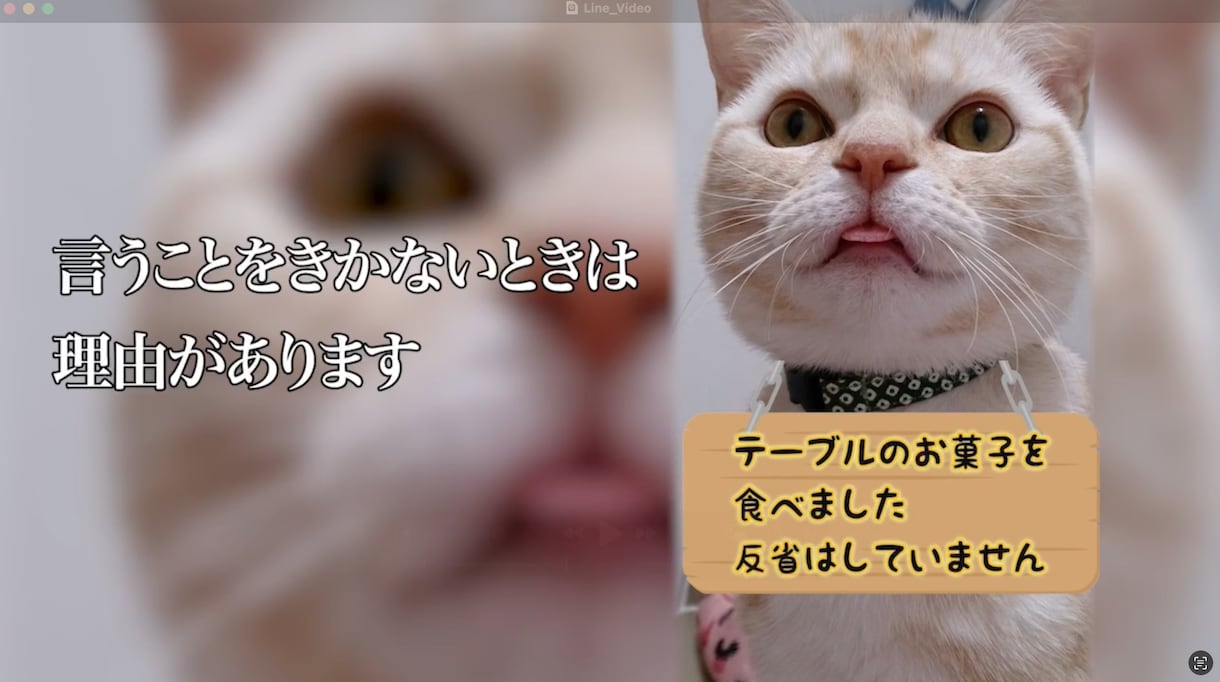想いを形に、愛するペットのメモリアル動画ます 心に響く、優しい映像をお届け！！！ イメージ3