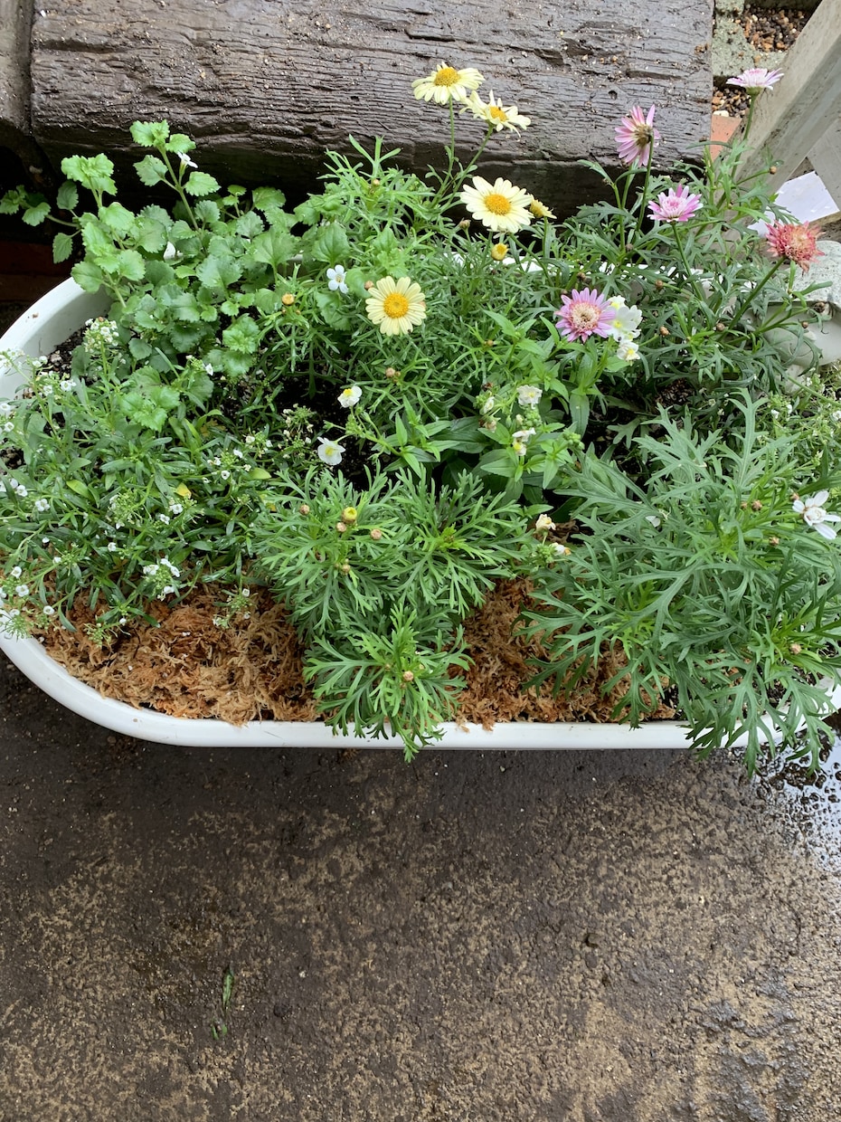 作れない方貴方の代わりに寄せ植えを作ります お庭や玄関を寄せ植えで華やかにしませんか。 イメージ4