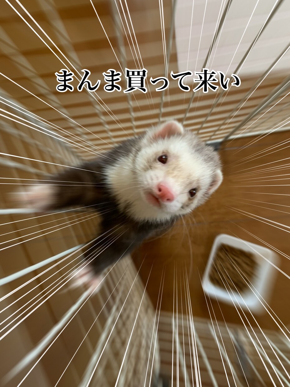 フェレットの飼い方、病気、悩み相談等受け付けます 5匹のフェレットを飼育してきた経験を生かし悩みを解決します！ イメージ4