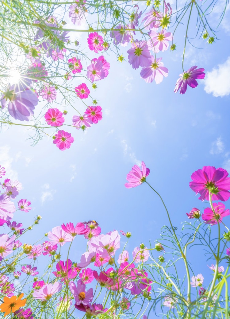 才能開花！サイキックの基礎↑神次元DNA覚醒します 光感覚を育てる練習にも活用できる高波動ESPカードをご提供中 イメージ2