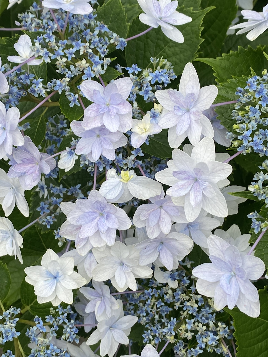 紫陽花の育て方でお悩みでしたら解決します 紫陽花、来年は今年以上に ...