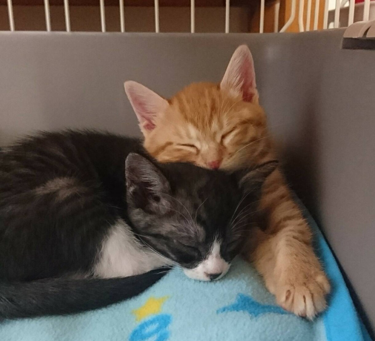 寂しい、眠れないそんな夜にそっと寄り添います 誰かと繋がりたい、そんな日はのんびり・ゆったりと イメージ2