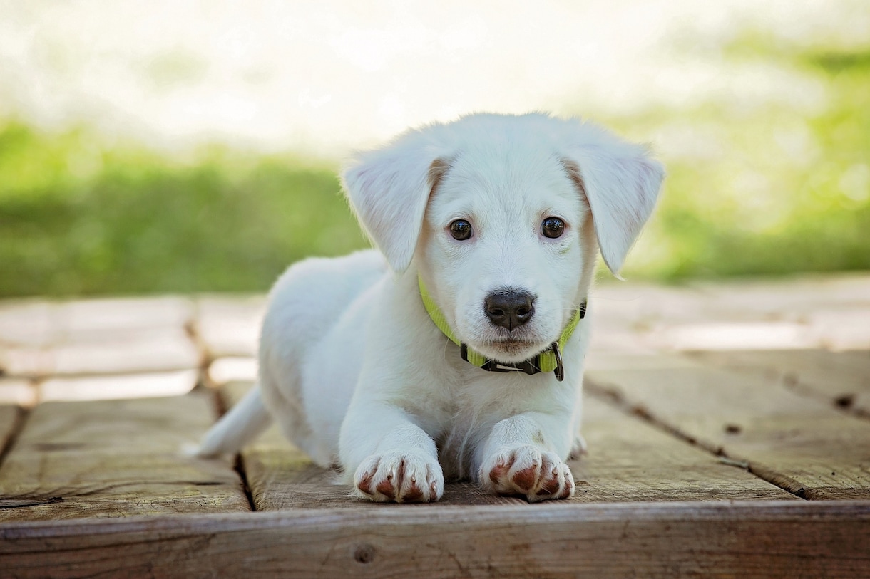 犬に優しいドッグトレーナーがお悩み解決します ワンチャンに優しく犬にストレスがかからない方法で解決します。 イメージ1