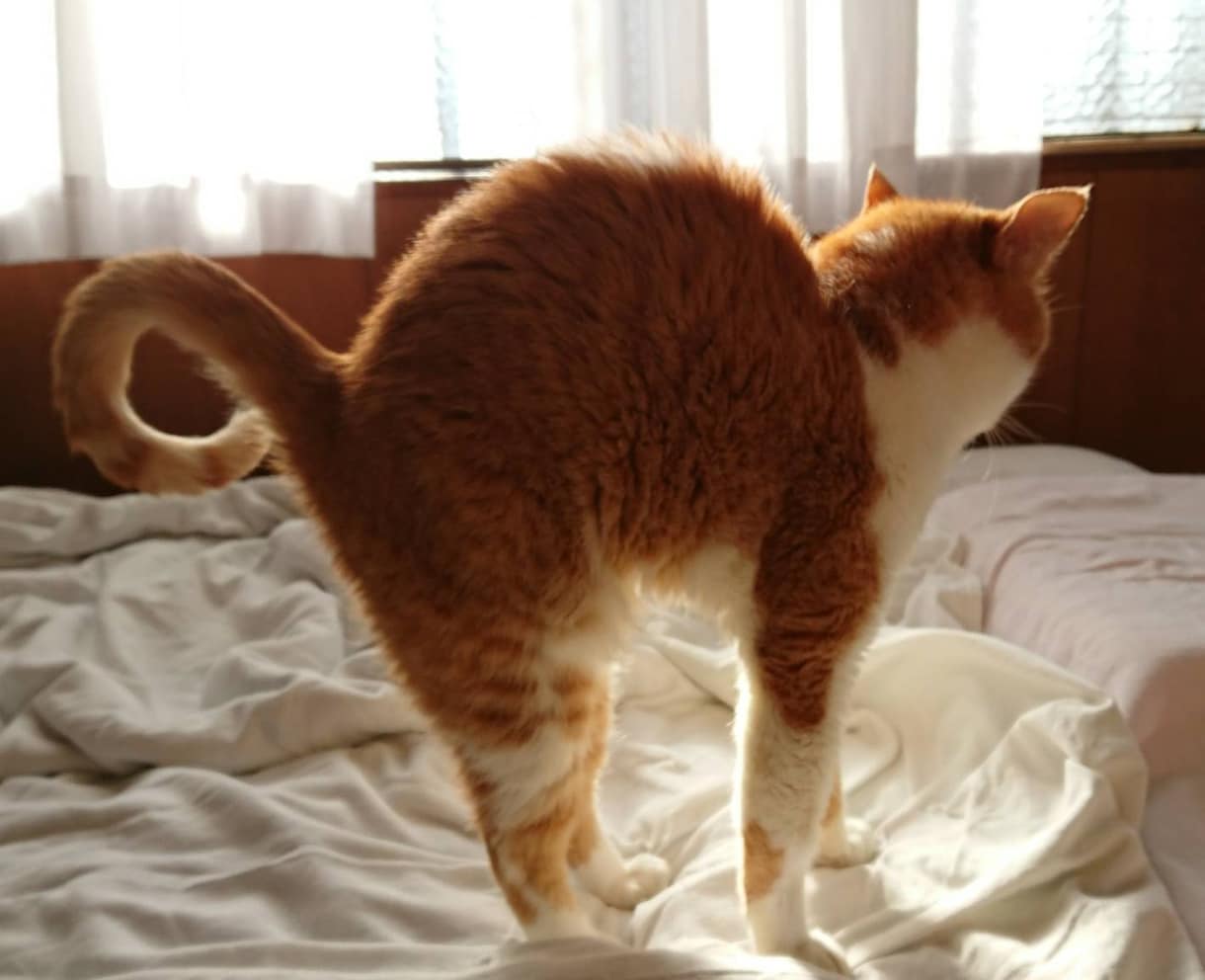 アニマルヒーリングをします 猫犬鳥うさぎなど、チャクラチェックしお知らせします イメージ3
