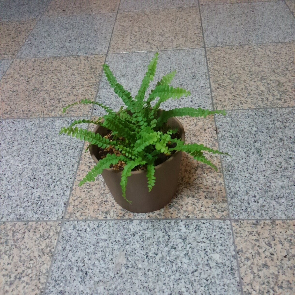 観葉植物などの育て方の相談にのります 植物のチョットした疑問を解消したい時にオススメ イメージ1