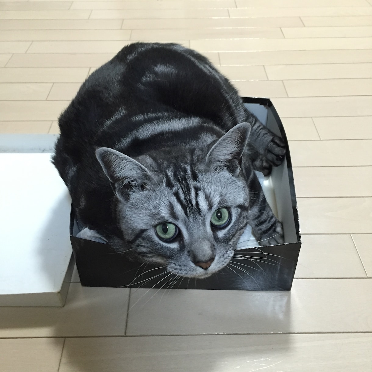 アニマルコミュニケーションでメッセージを伝えます ペットの気持ちをリーディングして飼い主さんへ届けます。 イメージ1