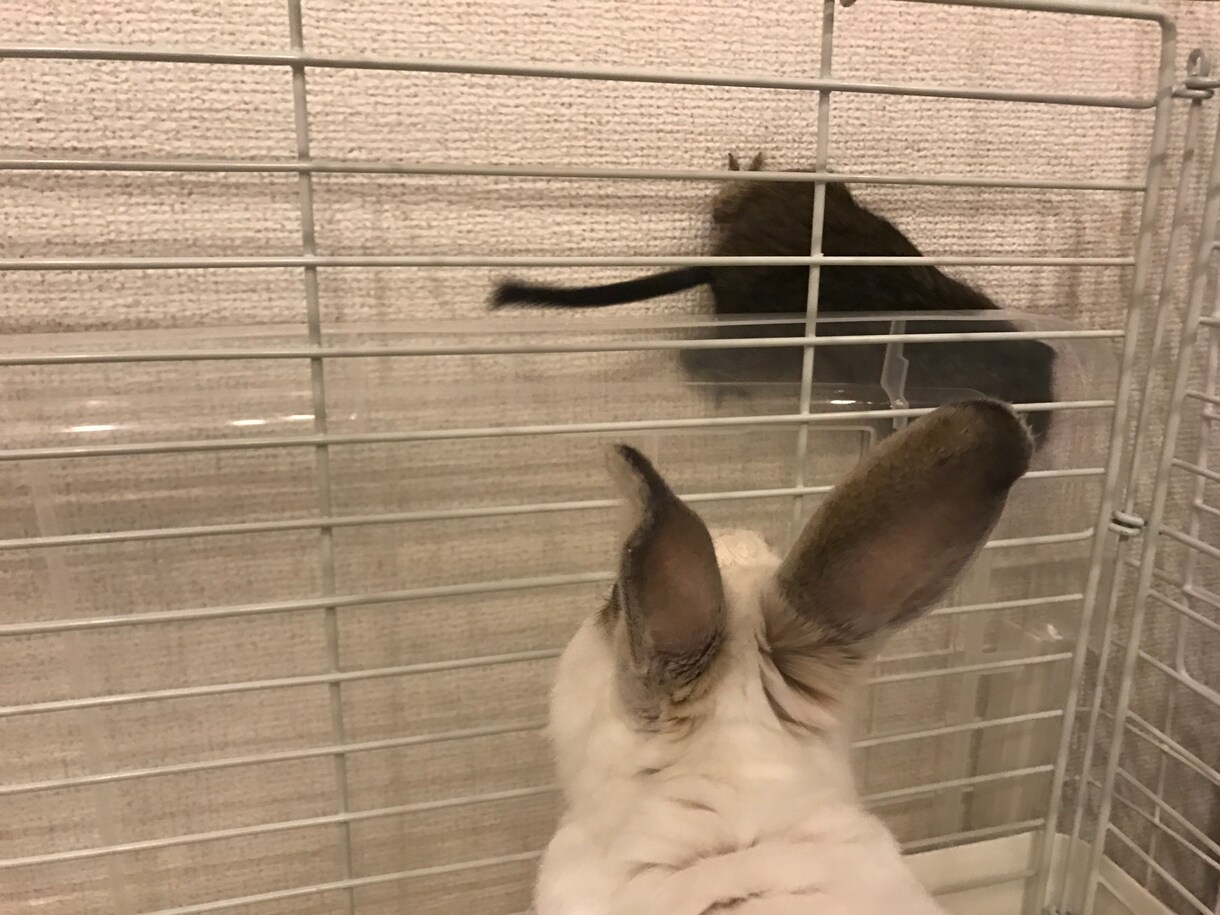 動物に関するあらゆるご相談承ります ご自分のペットの悩みや飼い方をご相談下さい☆ イメージ2