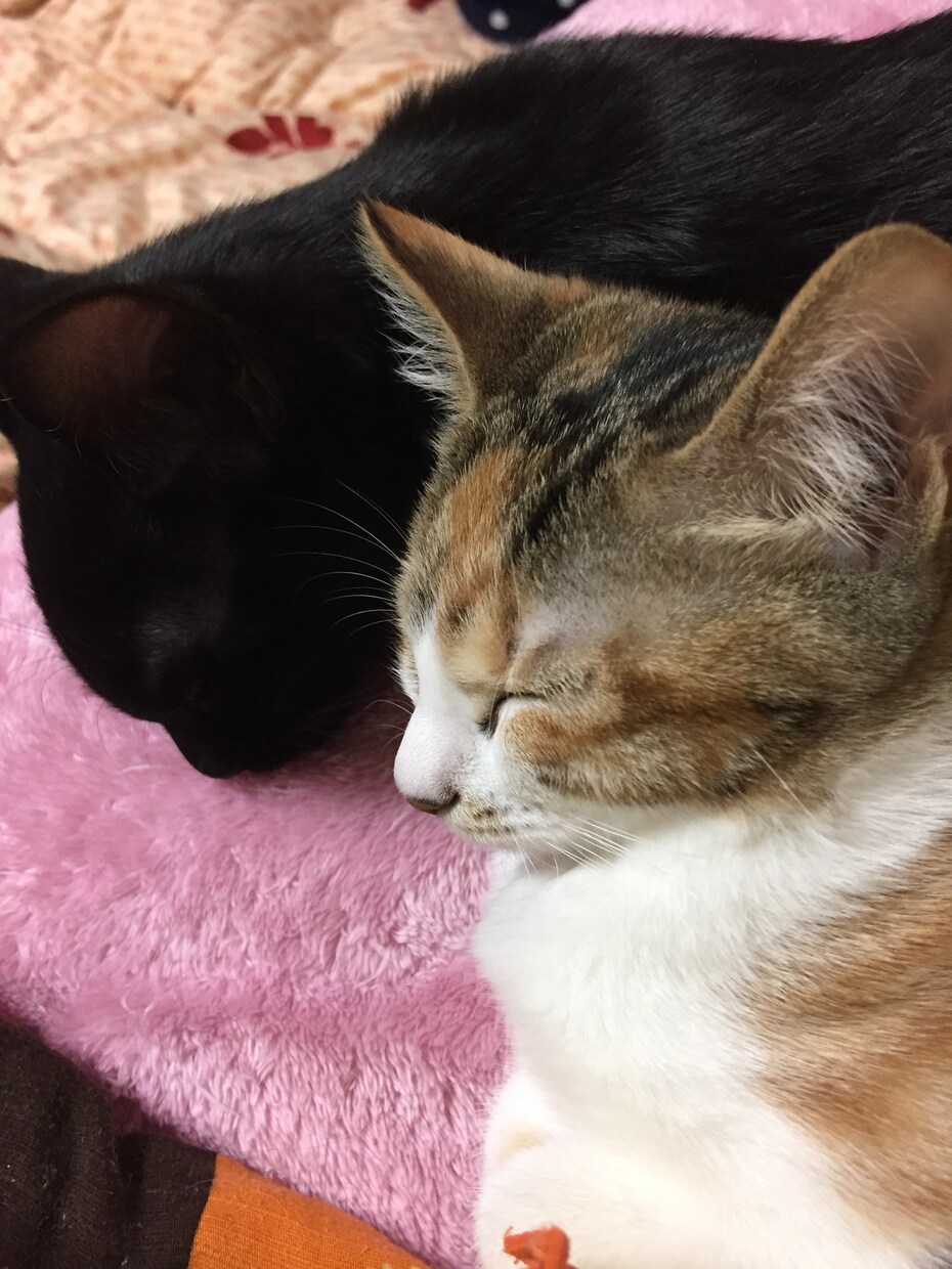 ご相談を直接聞きます 直接話したい、愚痴を聞いて欲しい、様々な意見が聞きたい イメージ1