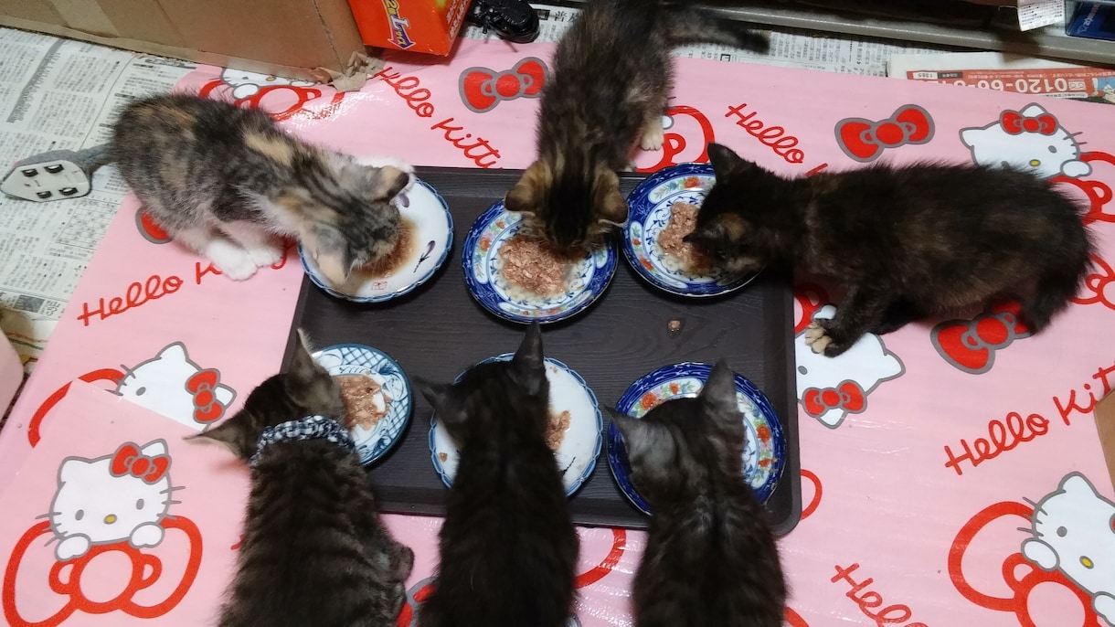 迷子猫情報をYouTube・TikTokに載せます 登録者数1000～1800人アカウントに掲載・拡散します！ イメージ4