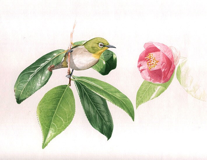 生き物・自然・その他をリアルイラストで描きます 長年出版業界に携わっているプロイラストレーターが制作致します イメージ6