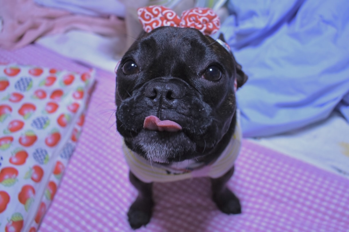 ブヒを飼いたい方飼っている方へお応え致します ブヒ族集まれ！ブヒを共有しよう！ イメージ4