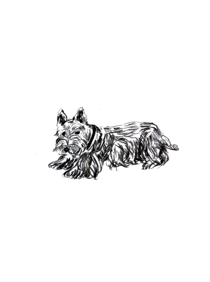 手描き風ゆる〜いもふもふ動物の絵を描きます アイコン、挿絵などに使えます◯ 商用利用ご相談ください イメージ7