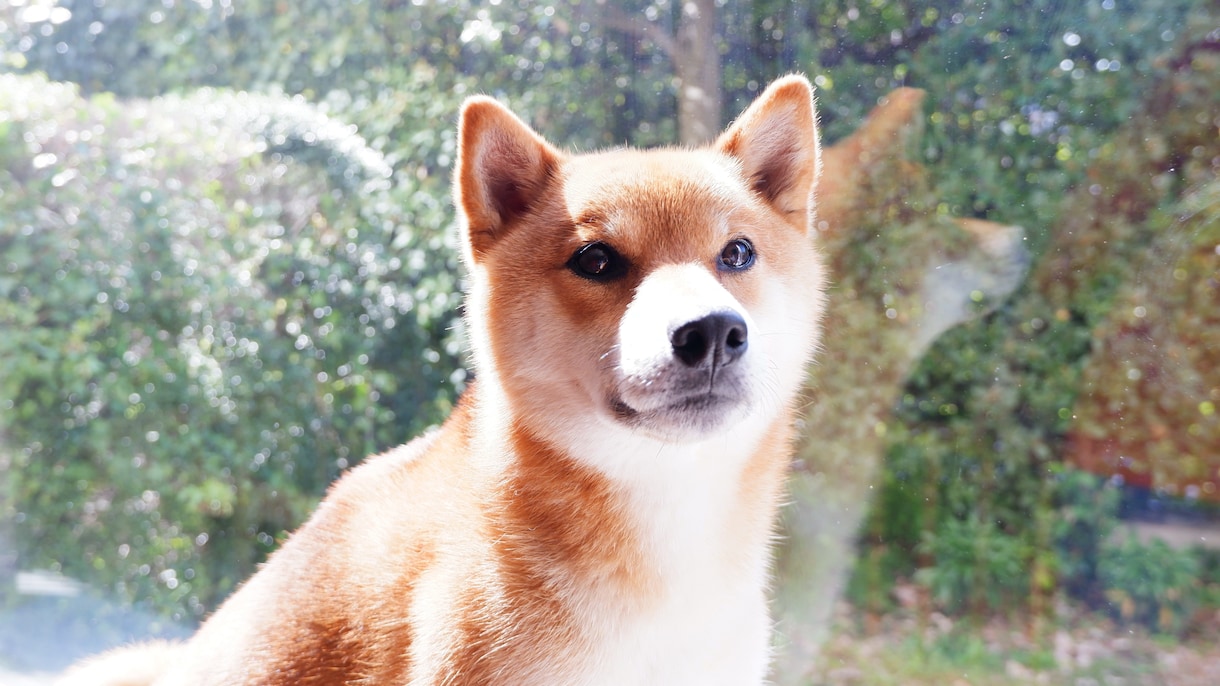 柴犬の写真撮ります 散歩行けば「イケメンだね」と声をかけられる4歳のオスです イメージ2