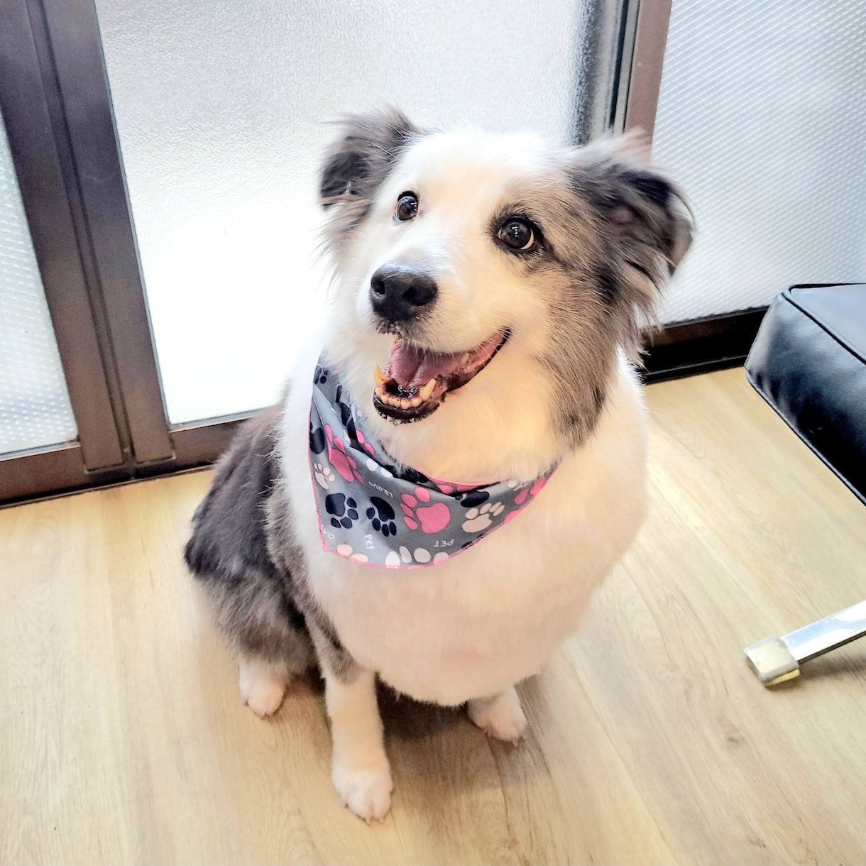 ワンちゃんの飼いはじめをサポートします (トイレ、甘噛み、破壊など望ましくない行動の改善) イメージ1