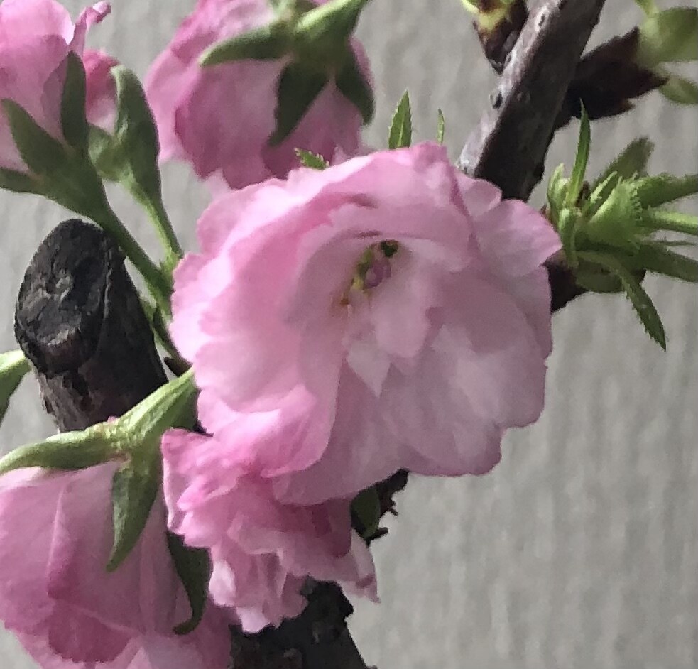 お家に着くまでお話相手します 暇だな〜ひとりつまんないな〜なんて時にいかがでしょう♡ イメージ1