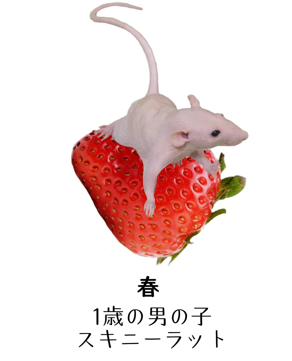 ブログのヘッダーやバナー作ります ブログのバナーやヘッダーを作ります！ イメージ5