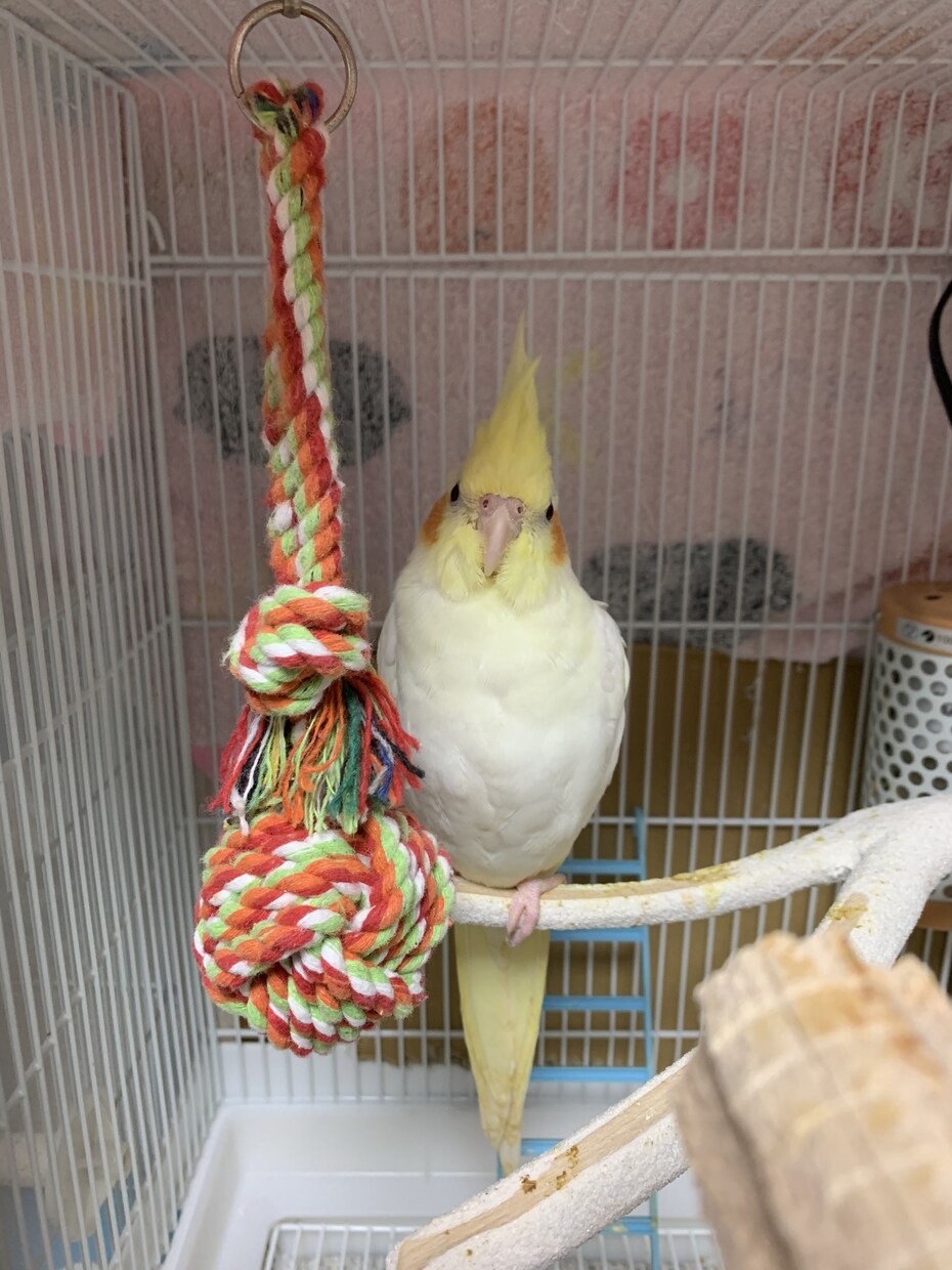 インコを初めて飼う方！雛を初めて飼う方！教えます 初めてインコを飼う方や初めて雛を飼う方必見！ イメージ4