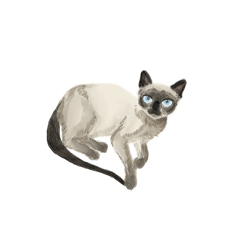 ペット、動物のイラスト作成します シンプルな似顔絵はこのお値段でお受けしてます！ イメージ6