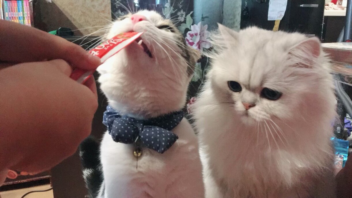 猫ちゃんの写真・動画売ります 白いチンチラの猫とブチのスコティッシュ猫 イメージ4
