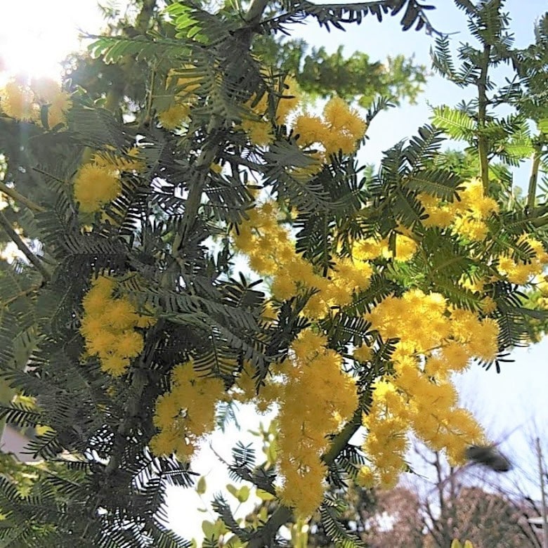 お花からのメッセージをお伝えします 気になったお花のお写真から、お花のメッセージをお伝えします イメージ6