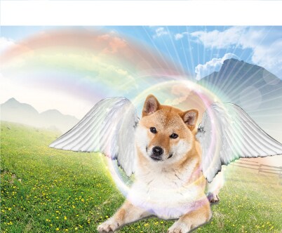 虹の橋のたもとで待ってるペットの遺影をお作りします ペットのお写真で世界にひとつだけのうちの子フォトが作れます イメージ10