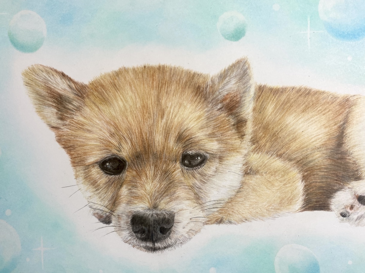 色鉛筆似顔絵肖像画描きます 世界に１つだけの愛犬、愛猫の似顔絵を原画でお渡します。 イメージ4
