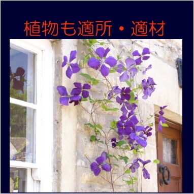 小さなガーデニング/ビオトープをアドバイスします 植物のある生活への初めの一歩に華あるご提案 イメージ1