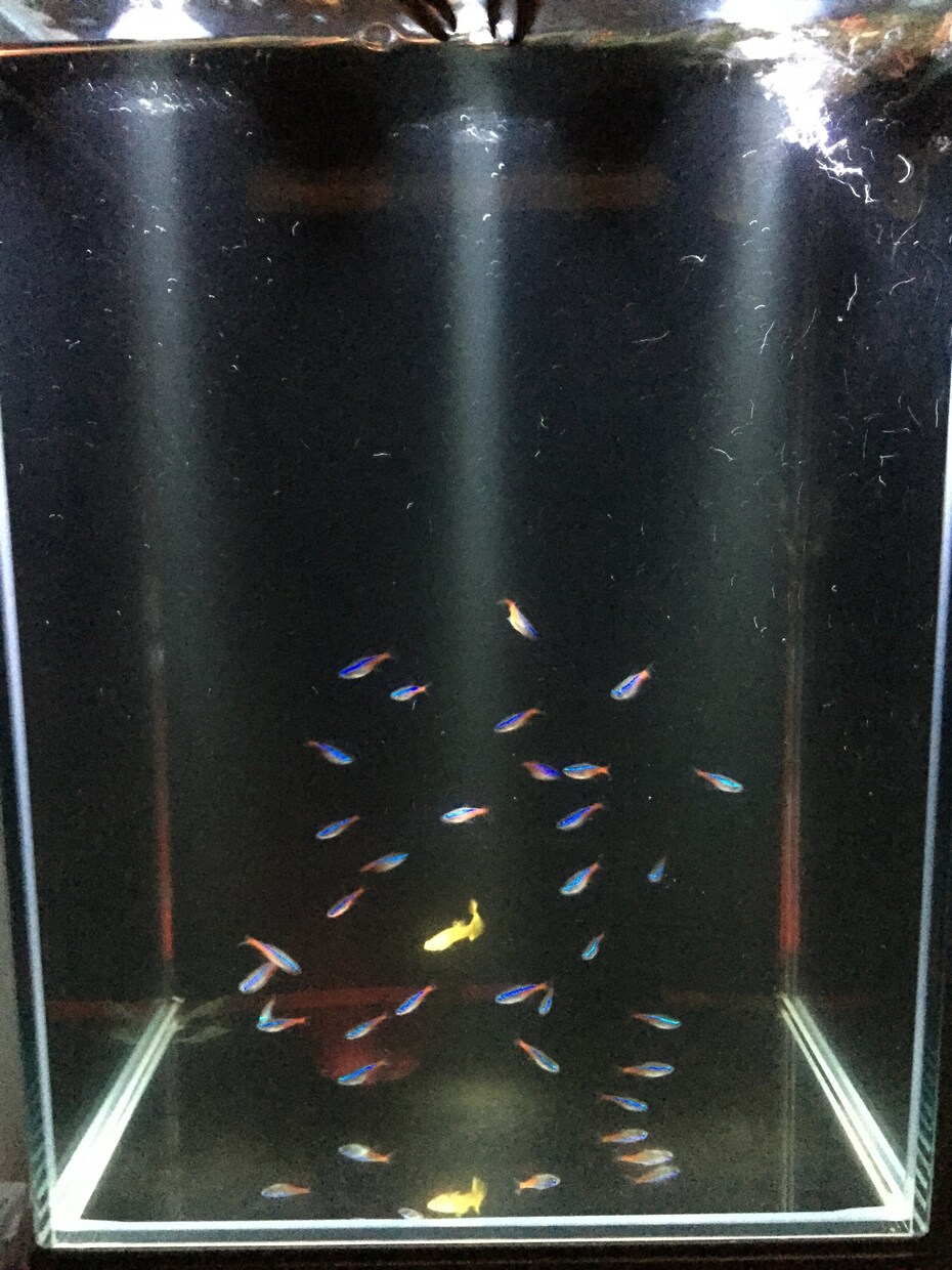 始める前に知っておくべき6つの条件を解説します 初めての熱帯魚飼育は不安がいっぱいあり、その不安を解決！ イメージ1